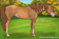 Horse Color:Gray Gold Champagne 