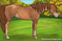 Horse Color:Gray Gold Champagne