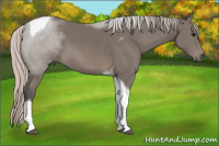 Horse Color:Silver Brown Sabino Tobiano 