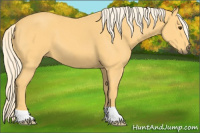 Horse Color:Palomino