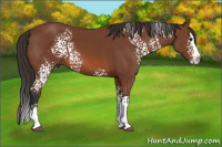 Horse Color:White Spotted Bay Splash 