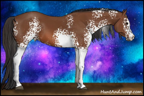Horse Color: White Spotted Bay 