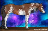 Horse Color:White Spotted Bay 
