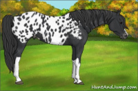 Horse Color:Black Appaloosa
