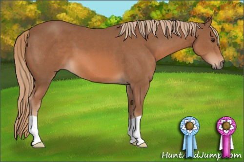 Horse Color: Chestnut 
