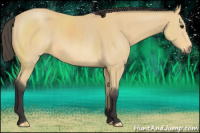 Horse Color:Buckskin 