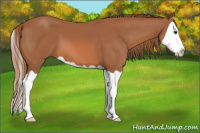Horse Color:Chestnut Splash