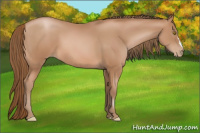 Horse Color:Bay Pearl 