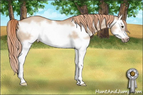 Horse Color: Liver Red Dun Splash Frame Rabicano 