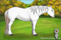 Horse Color:Brown Roan Appaloosa 