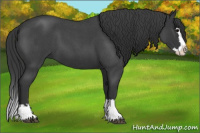 Horse Color:Blue Roan Splash 