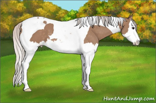 Horse Color: Silver Bay Dun Splash Tobiano 