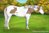 Horse Color:Silver Bay Dun Splash Tobiano