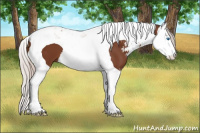 Horse Color:Silver Bay Sabino Splash Tobiano