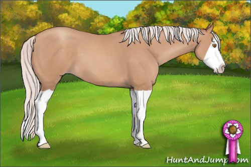 Horse Color: Silver Classic Champagne Splash 