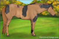 Horse Color:Black  Brindle