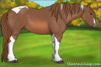 Horse Color:Chestnut Tobiano