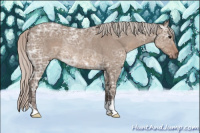 Horse Color:Silver Grullo Ice Rabicano 