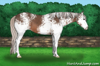 Horse Color:White Spotted Silver Brown