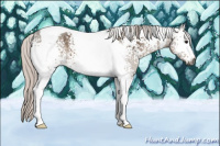 Horse Color:Gray White Spotted Silver Brown Ice Dun Tobiano 