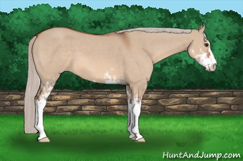 Horse Color: Silver Bay Dun Sabino 