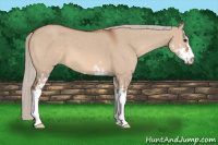 Horse Color:Silver Bay Dun Sabino