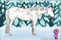 Horse Color:Silver Bay Dun Sabino Splash 