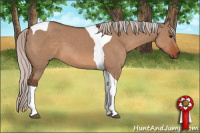 Horse Color:Silver Bay Dun Sabino Tobiano 