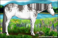 Horse Color:White Spotted Smoky Grullo