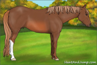 Horse Color:Liver Chestnut 