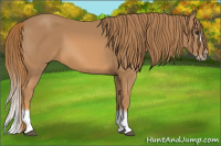 Horse Color:Chestnut Splash Frame 