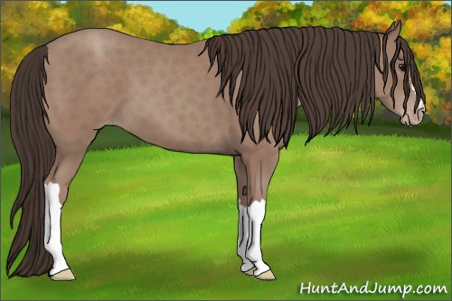 Horse Color: Classic Champagne 