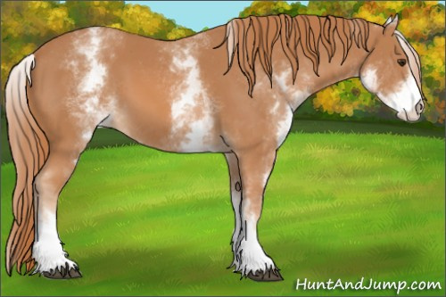 Horse Color: White Spotted Chestnut 