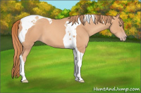 Horse Color:Gold Champagne Tobiano