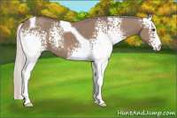 Horse Color:White Spotted Silver Grullo Tobiano