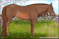 Horse Color:Liver Chestnut Rabicano