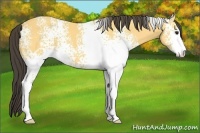 Horse Color:White Spotted Buckskin Sabino 