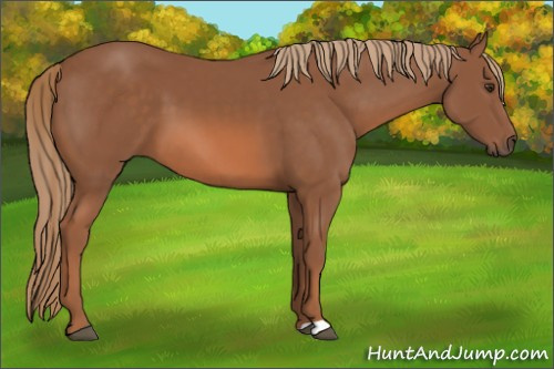 Horse Color: Unknown 