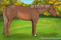 Horse Color:Unknown 