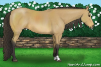 Horse Color:Buckskin 