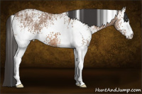 Horse Color:White Spotted Bay Ice 