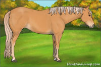 Horse Color:Palomino 