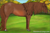 Horse Color:Liver Chestnut 