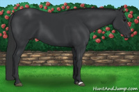 Horse Color:Black 