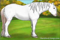 Horse Color:Bay Tobiano Appaloosa 