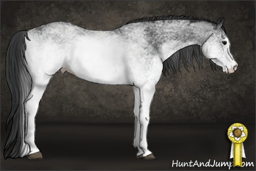 Horse Color: White Spotted Black 
