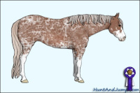 Horse Color:Silver Brown Ice Sabino 