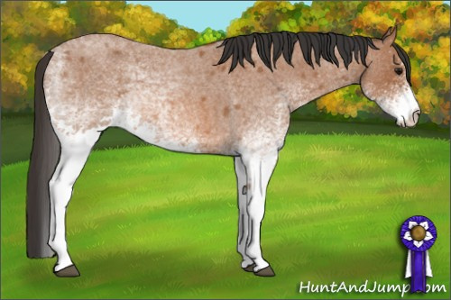 Horse Color: White Spotted Bay Roan 