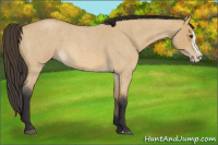 Horse Color:Buckskin Roan Dun Splash 