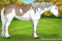 Horse Color:Silver Black Splash